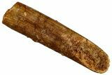 Fossil Sauropod Dinosaur (Rebbachisaurus) Tooth - Morocco #293653-1